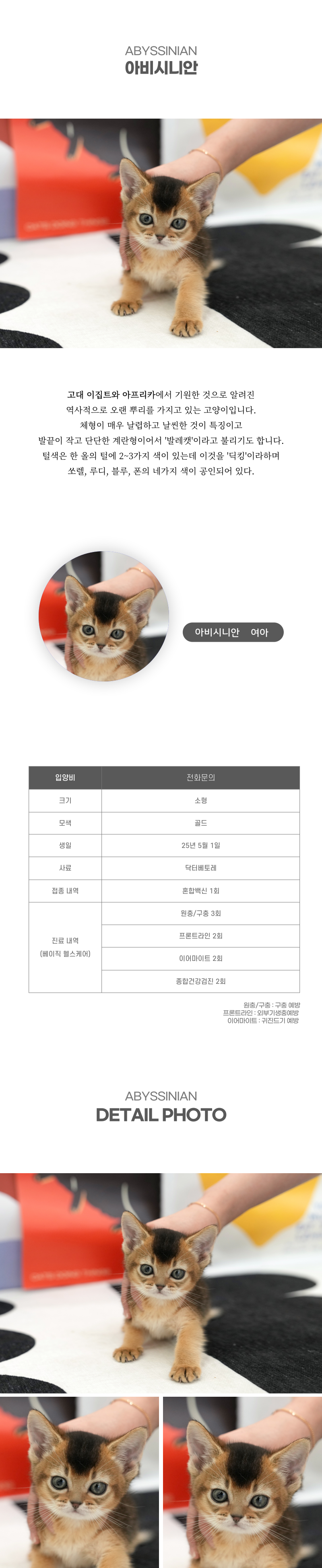 아비시니안_상세이미지_2